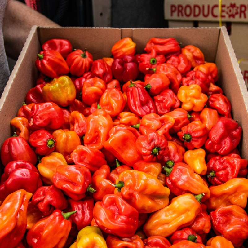 scotch Bonnet (Ata Rodo)