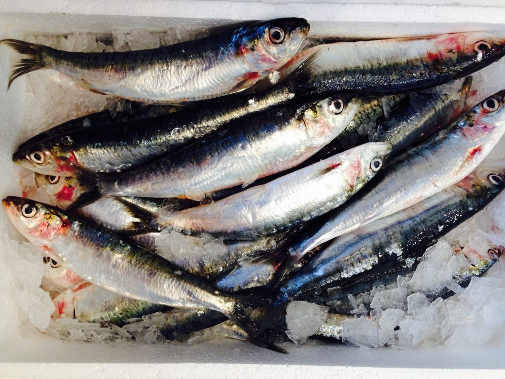 Sardine