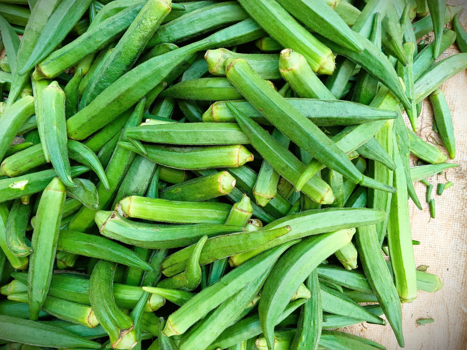 Okra